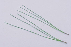 Loblolly pine needles